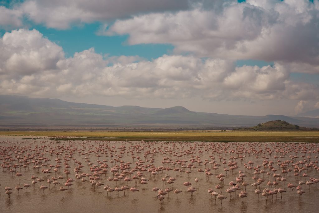 flamingo-lake-2024-12-06-13-44-30-utc