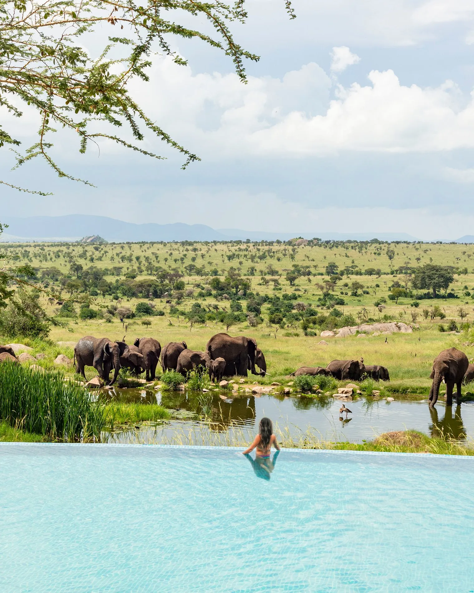 Sky-to-Savanna Safari