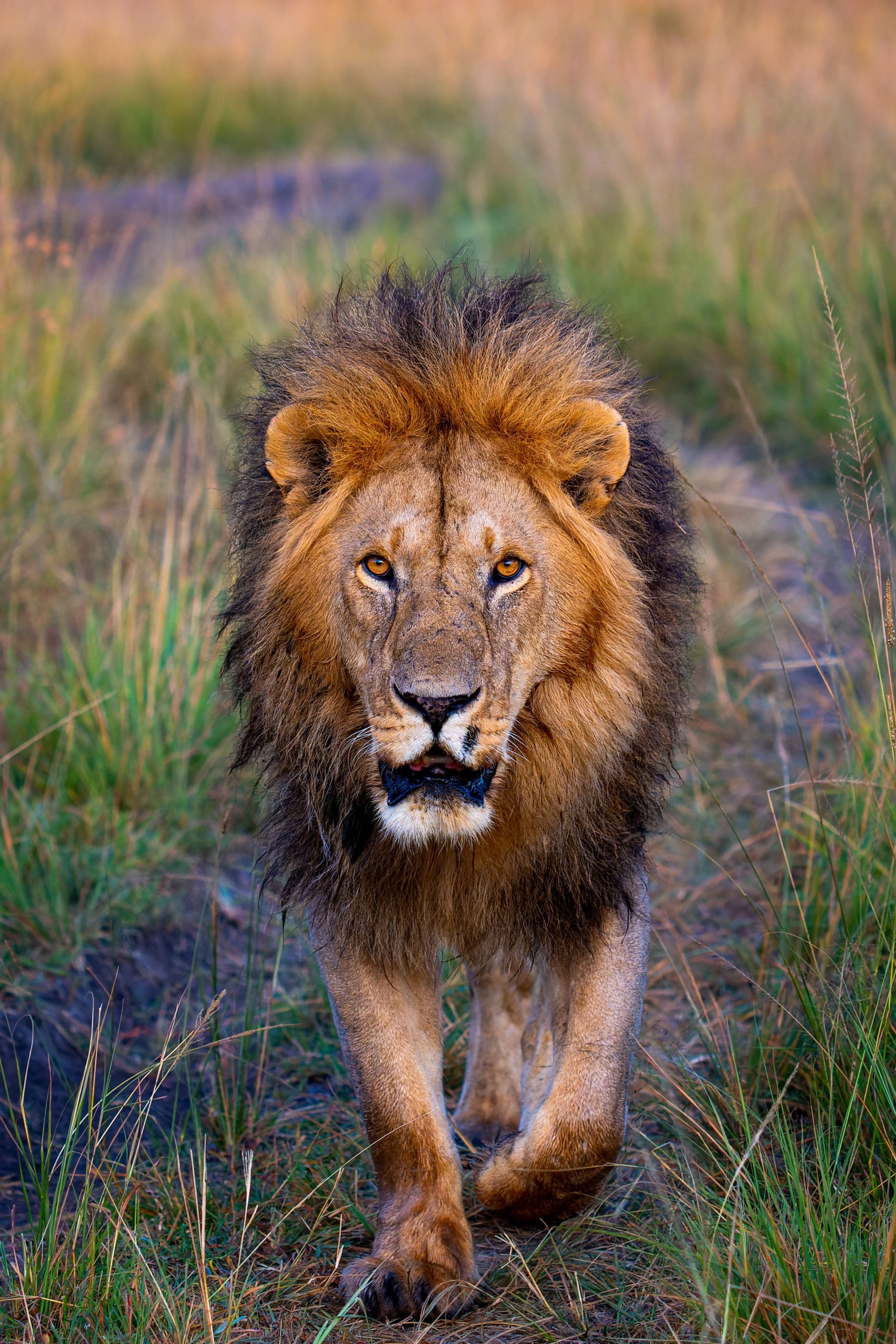 Male lion in savannah