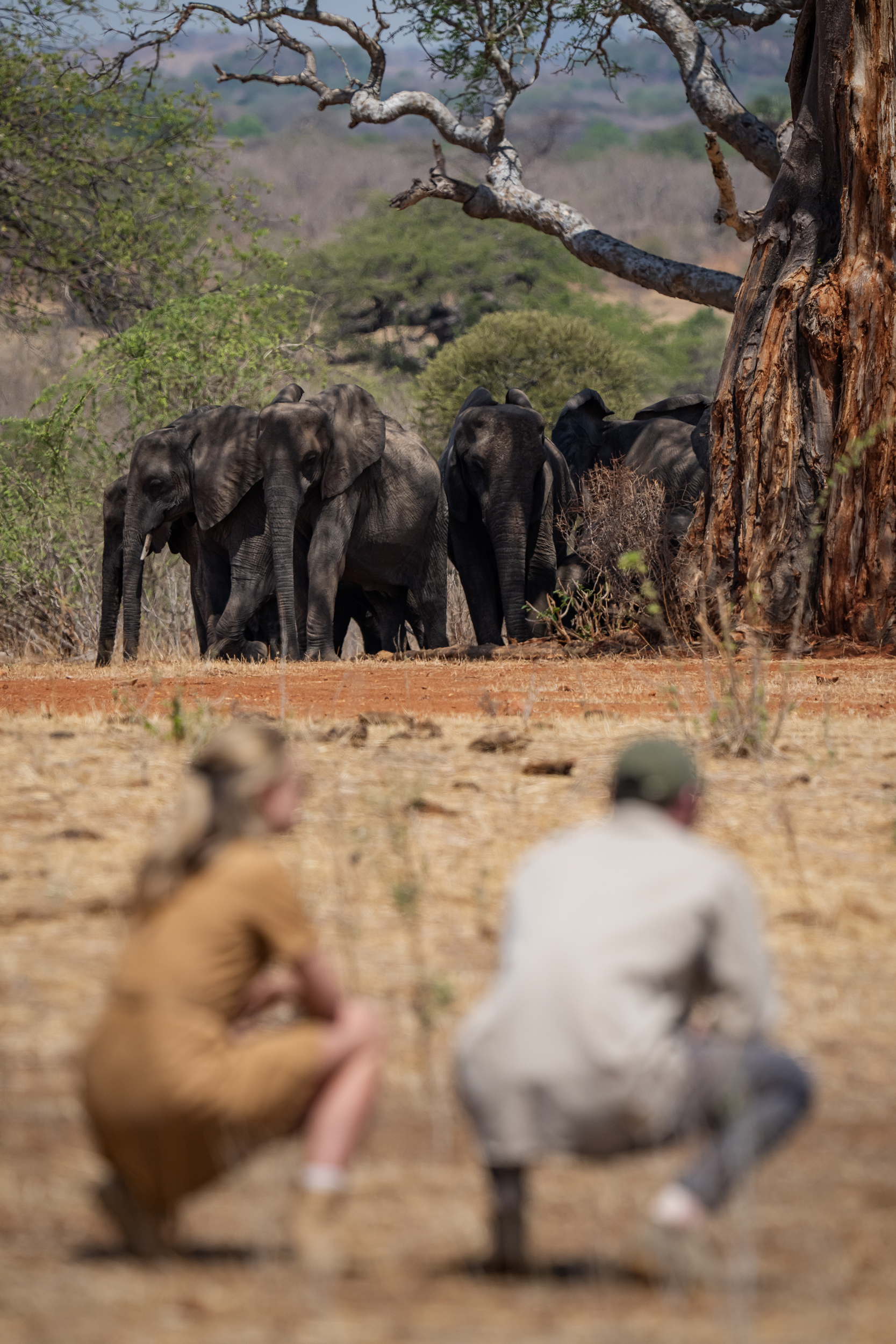 Ruaha Wildlife