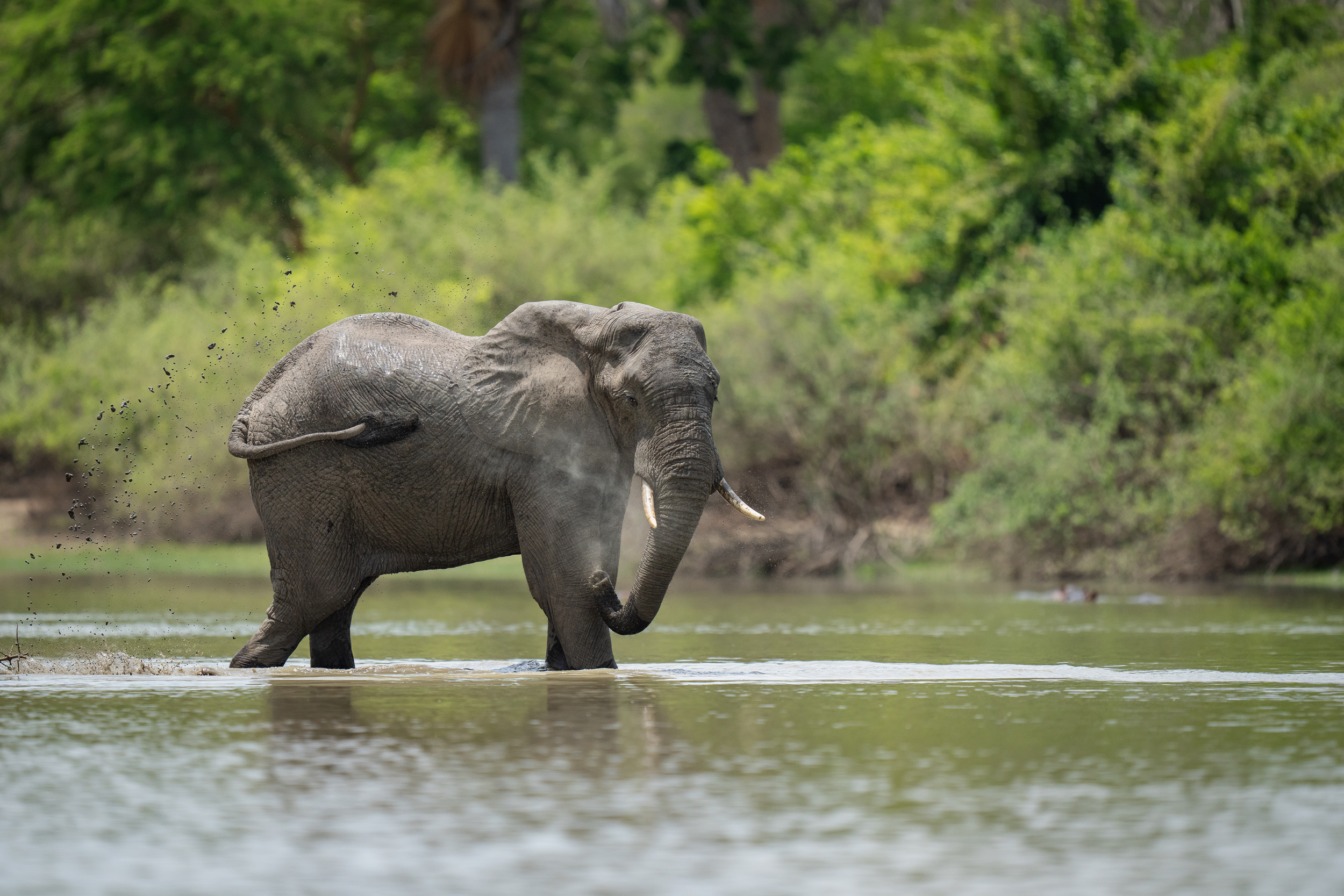 Nyerere Wildlife